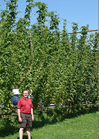 Ron in field of hops